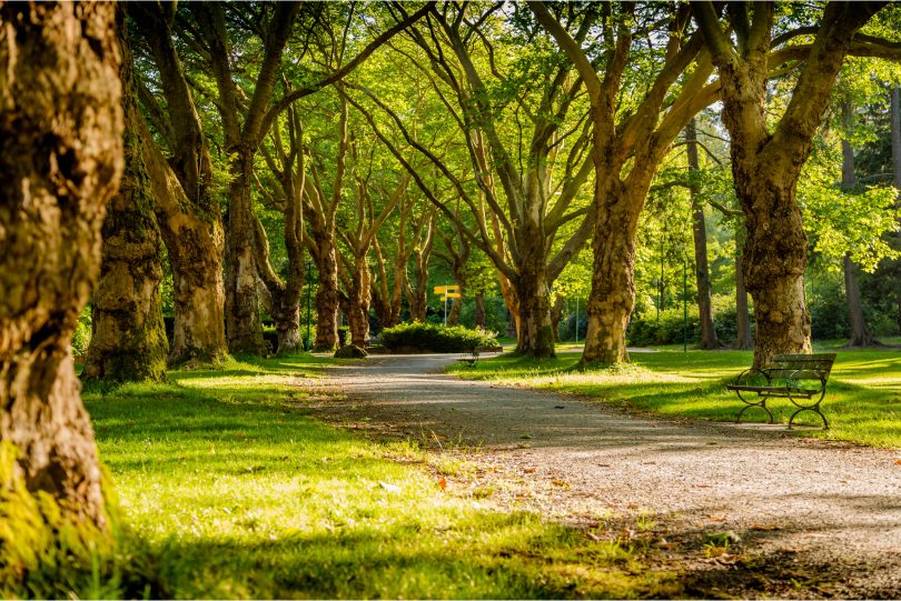 Image of a park.