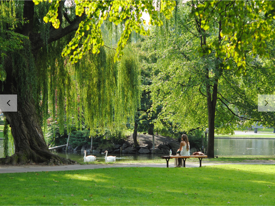 Image of a person sitting on a bench while a couple of swans are on a lake.