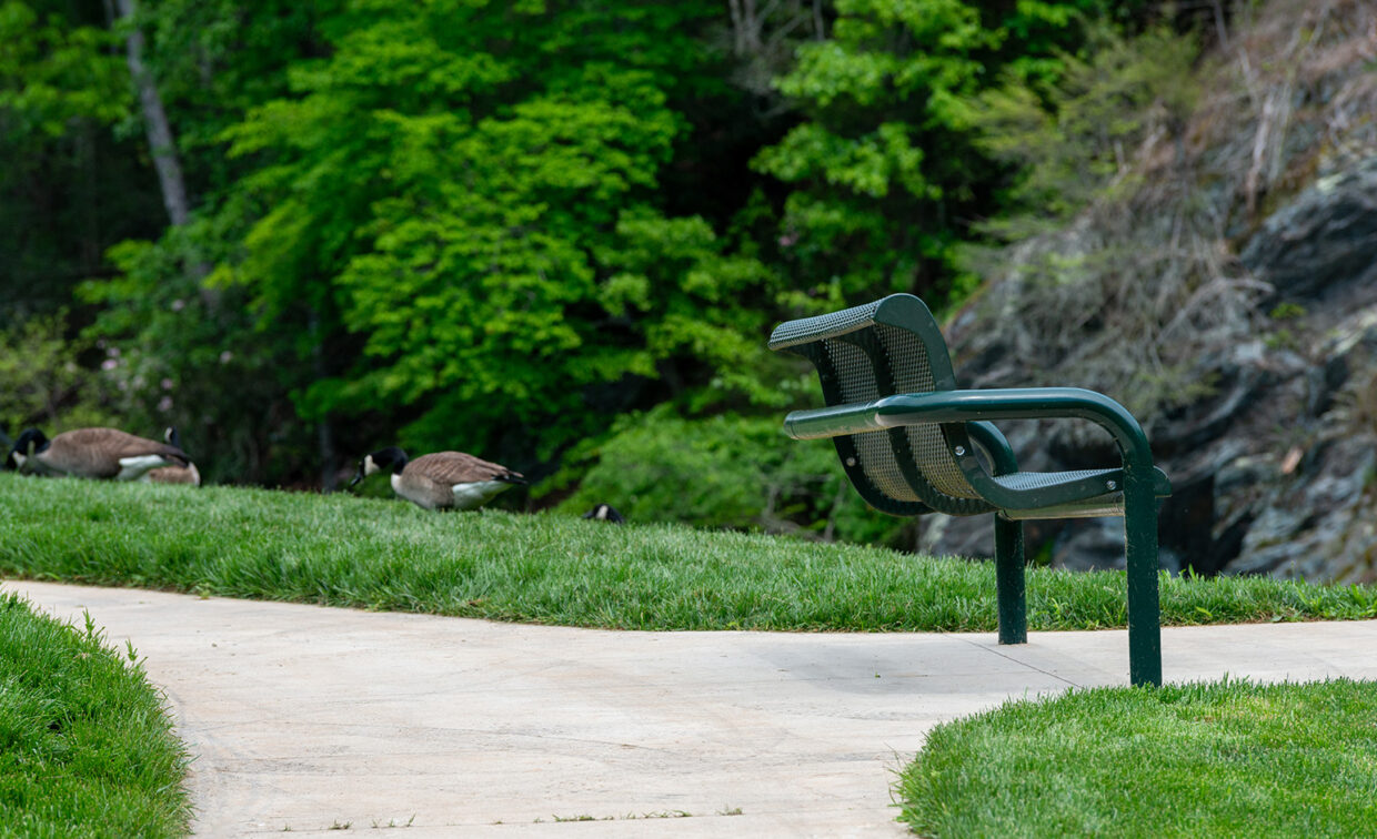 Image of a bench with a couple of ducks in the background.