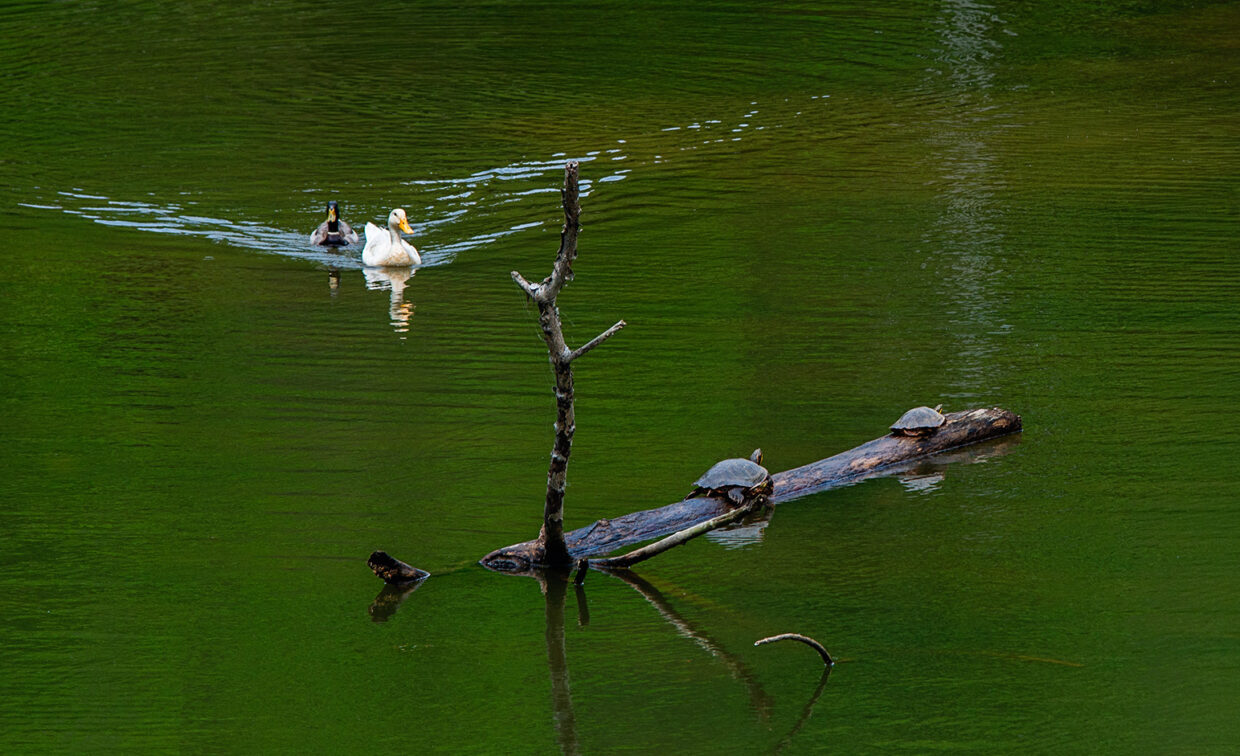 Image of a couple of ducks and turtles on a lake.