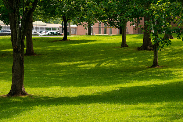 Trees provide shade over green grass